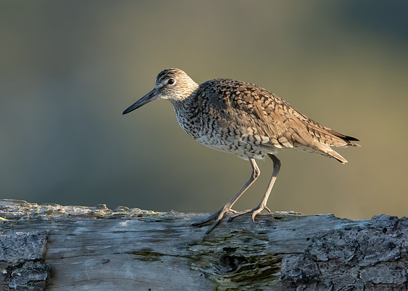 Willet