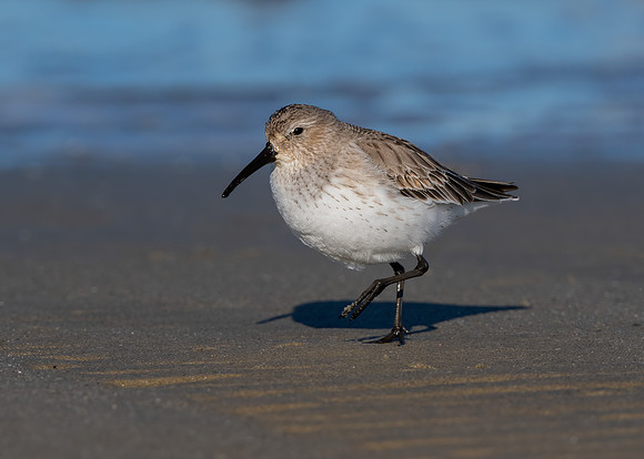 Western sandpiper