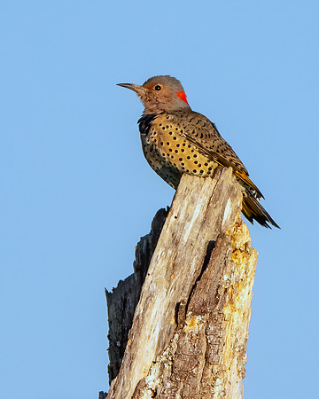 Northern flicker
