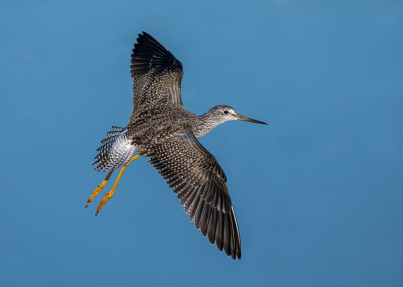 Greater yellowlegs