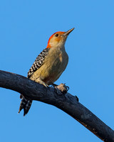 Red-bellied woodpecker