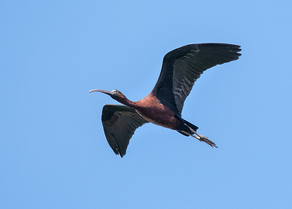 Glossy ibis