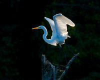 Great egret taking flight