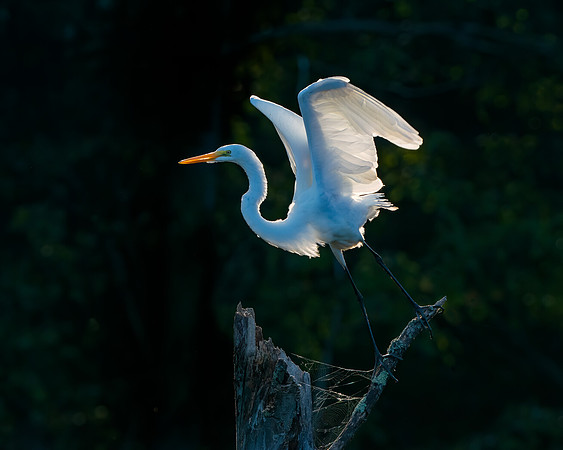 Great egret taking flight
