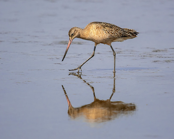 Marbled godwit