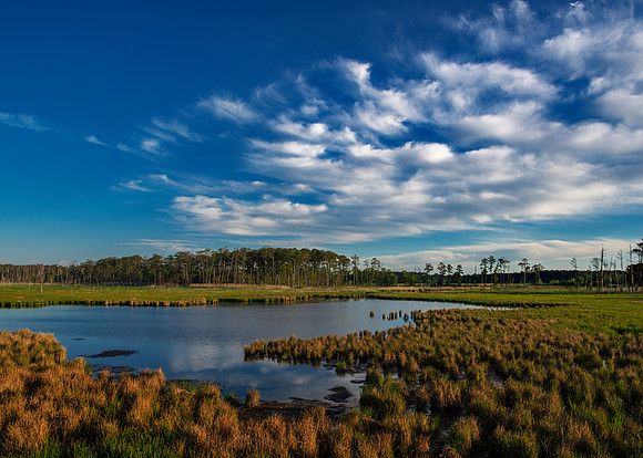 Blackwater NWR