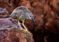 Black-crowned night Heron (juvenile)