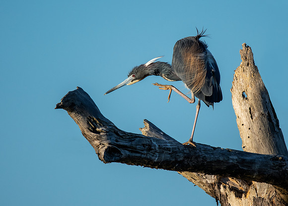 Tri-color heron