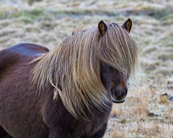 A very shaggy Icelandic horse