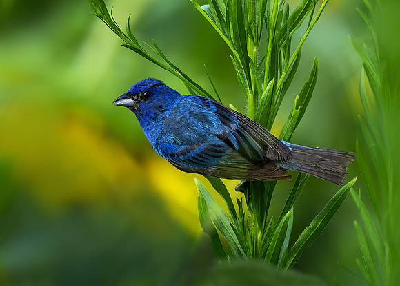 Indigo bunting