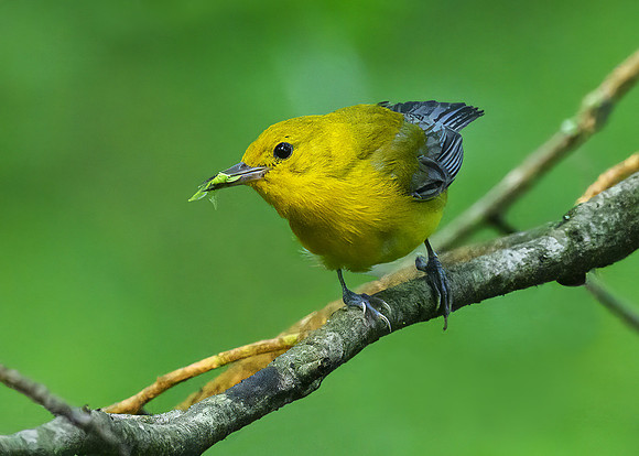 Prothonotary warbler