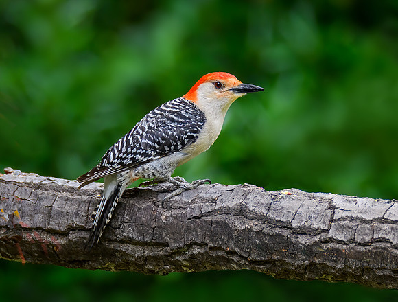 Pileated woodpecker