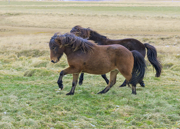 Icelandic horses