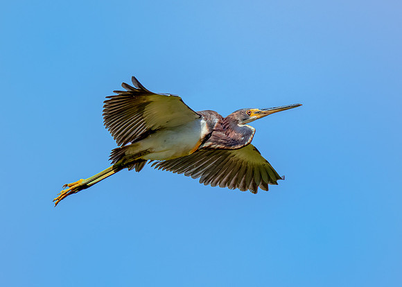 Tri-color heron