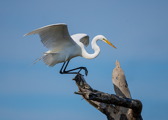 Great egret