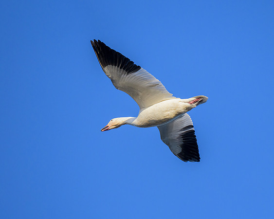 Snow goose