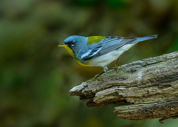 Northern parula