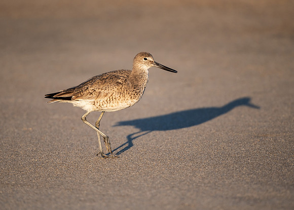 Willet