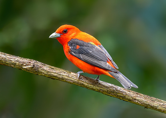 Scarlet tanager (2)