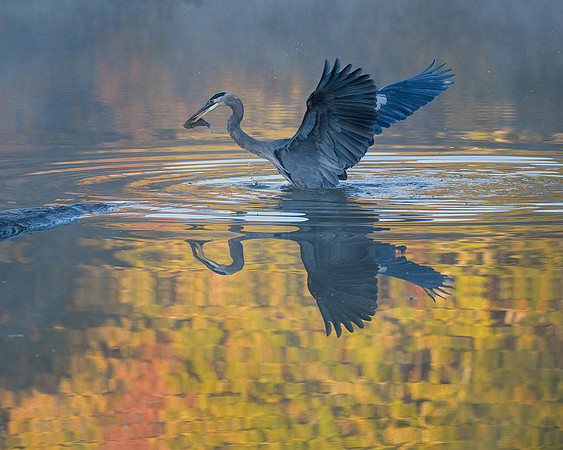 Heron fishing on a misty morning