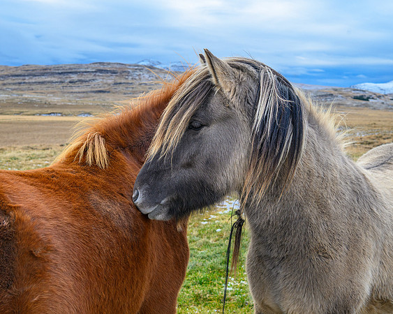 Icelandic horses