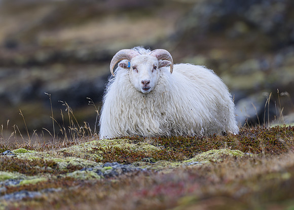Icelandic sheep