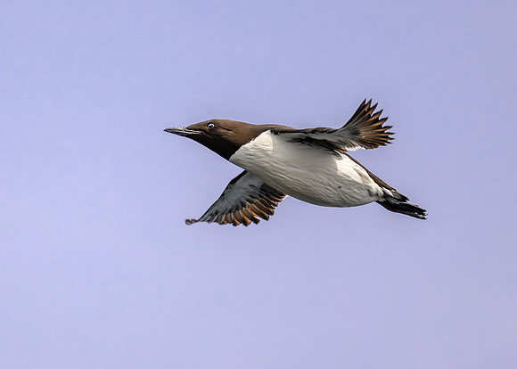 Guilletmot