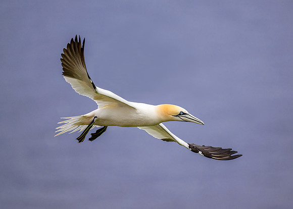 Northen gannet banking