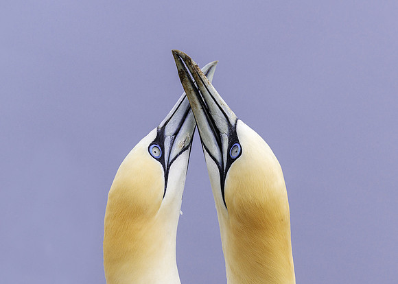 Northern gannets courting