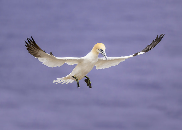 Northern gannet landing