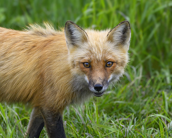 Red fox, Bonaventure Island