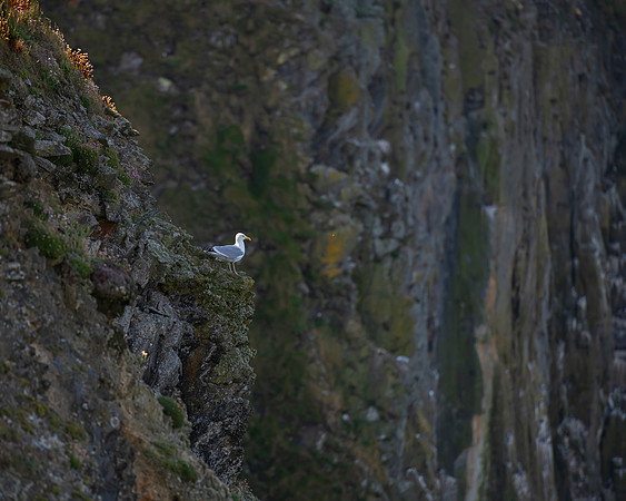 Cliffs at the Old Head of Kinsale