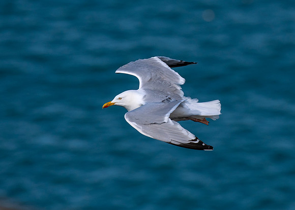 Herring gull above the Old Head of Kinsale