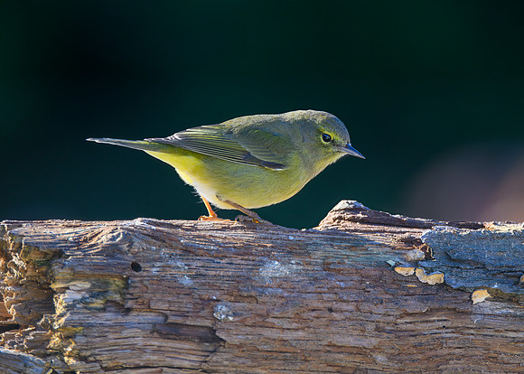 Orange-crowned warbler