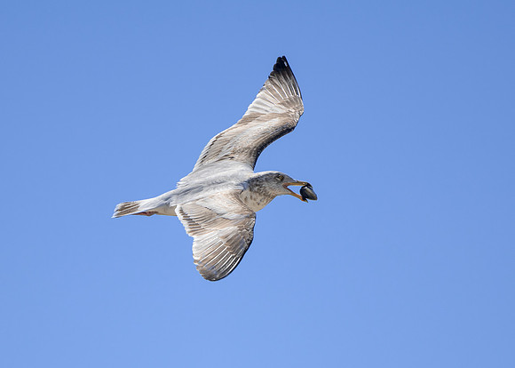 Herring gull with lunch