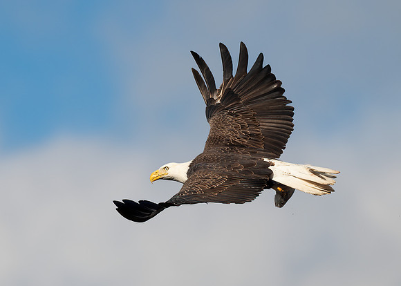 Eagle and its catch