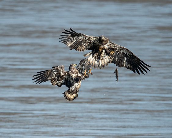 Two juveniles and a lost fish