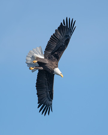 Mature eagle rolling into a dive