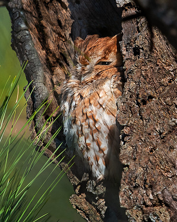 Screech owl