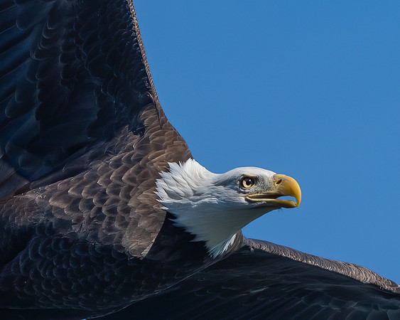 Eagle portrait