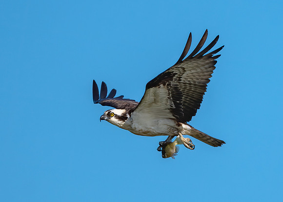 Osprey and its catch