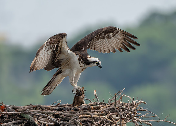 Osprey landing on its nest