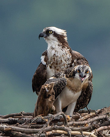 Osprey and an angry offspring