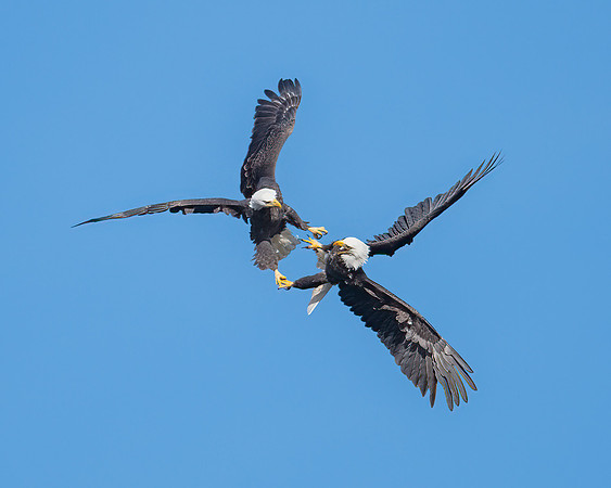 Eagle fight, complete with locked talons