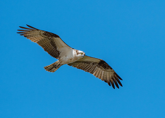 Osprey looking for fish