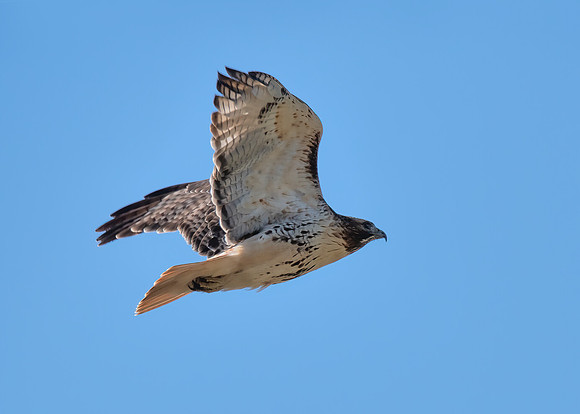 Red-tailed hawk