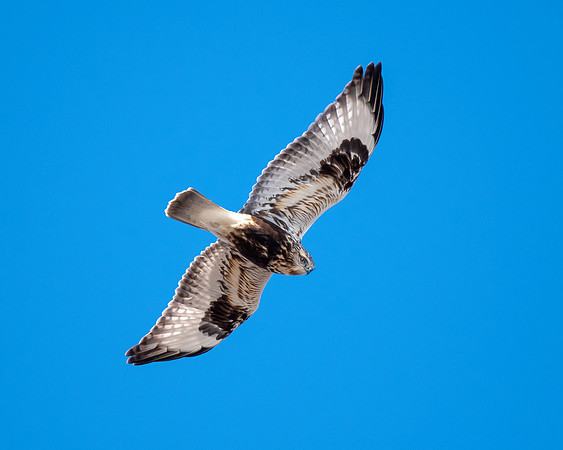 Rough-legged hawk