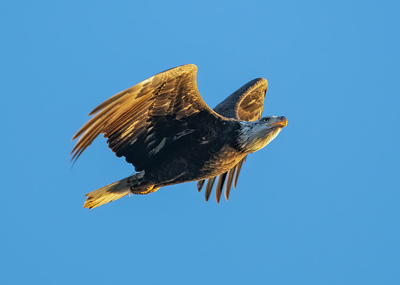Sunrise flight