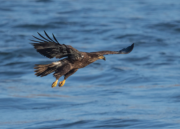 Very young juvenile gliding into a fish strike