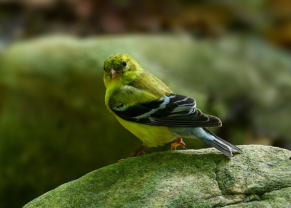 Pine warbler